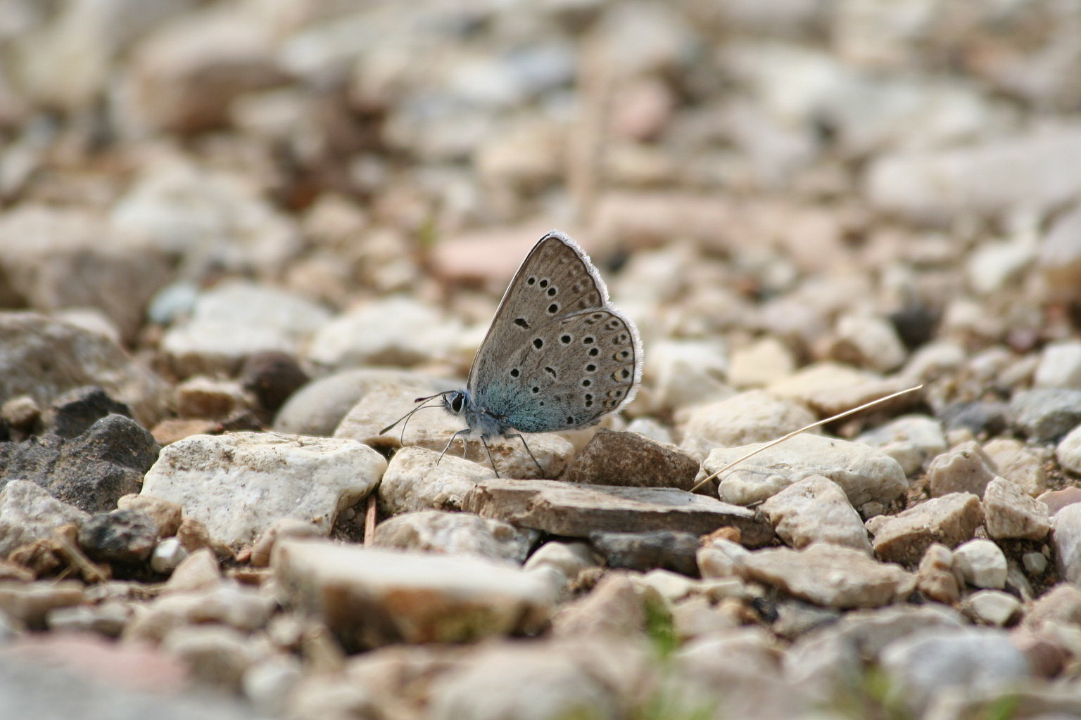 Polyommatus amandus?